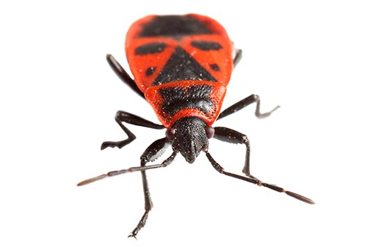 Country Lore: Red Bugs Remedy